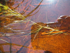 Isolepis striata