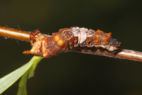 Viceroy photo 3