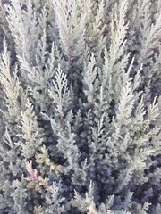 Juniperus scopulorum
