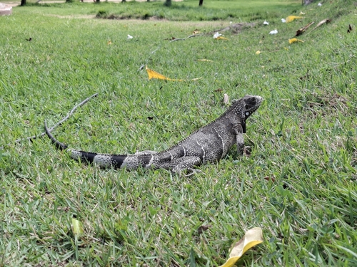 Green Iguana (Green)