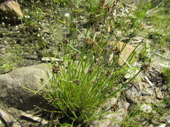 Isolepis antarctica