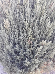 Juniperus scopulorum