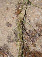Isolepis striata