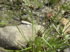 Isolepis antarctica