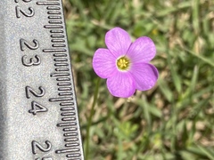 Oxalis violacea