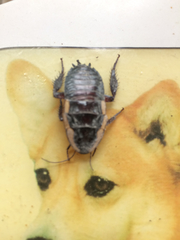 Drymaplaneta semivitta