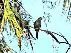 Myiopsitta monachus