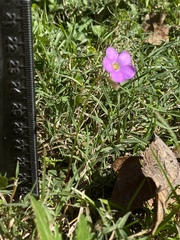 Oxalis violacea