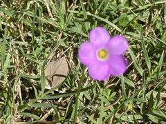 Oxalis violacea