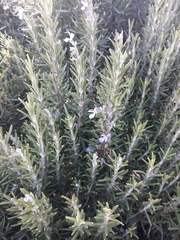 Salvia rosmarinus