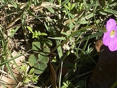 Oxalis violacea