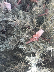 Cupressus sempervirens