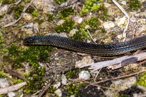 Reed Snakes (Calamariinae) - Snakes and Lizards