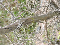 Anolis bimaculatus