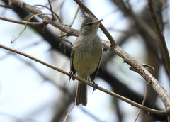 Pseudelaenia leucospodia