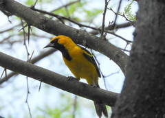 Icterus graceannae