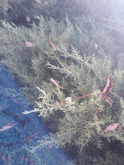 Cupressus sempervirens