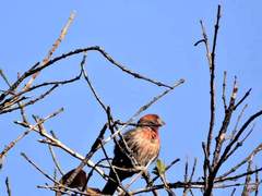 Haemorhous mexicanus