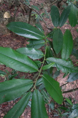 Diospyros blancoi