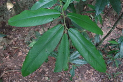 Diospyros blancoi