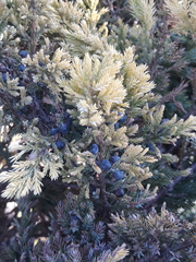 Juniperus communis