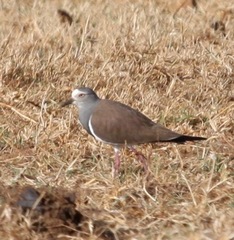 Vanellus melanopterus