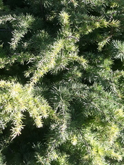 Cedrus atlantica