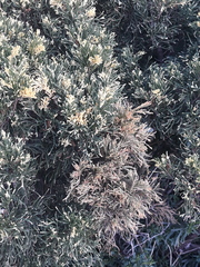 Juniperus chinensis