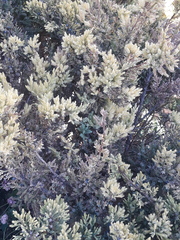 Juniperus communis