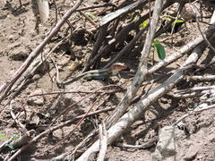 Pholidoscelis erythrocephalus