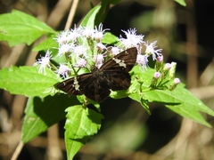 Celaenorrhinus stallingsi