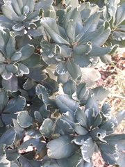 Pittosporum tobira