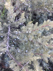 Juniperus communis