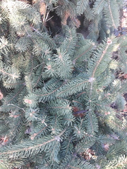 Picea pungens