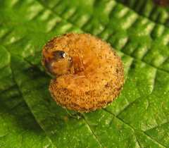 Rhogogaster chlorosoma