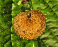 Rhogogaster chlorosoma