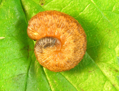 Rhogogaster chlorosoma