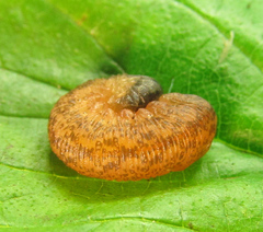 Rhogogaster chlorosoma