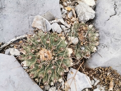Thelocactus rinconensis