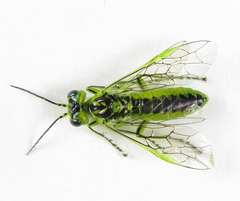 Rhogogaster chlorosoma