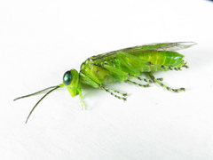 Rhogogaster chlorosoma