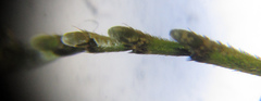 Rhogogaster chlorosoma