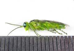 Rhogogaster chlorosoma