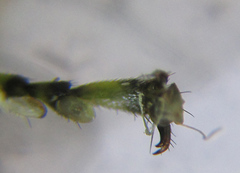 Rhogogaster chlorosoma