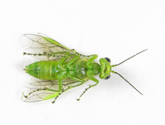 Rhogogaster chlorosoma