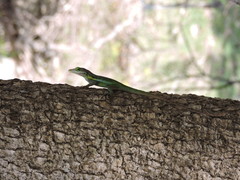 Anolis bimaculatus
