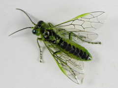 Rhogogaster chlorosoma