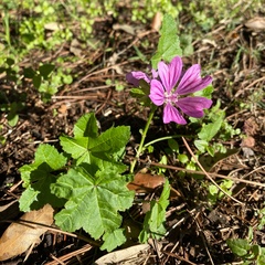 Malva sylvestris