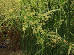 Cyperus malaccensis, photograph (c) chiuluan, some rights reserved (CC BY)
