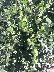 Euonymus japonicus